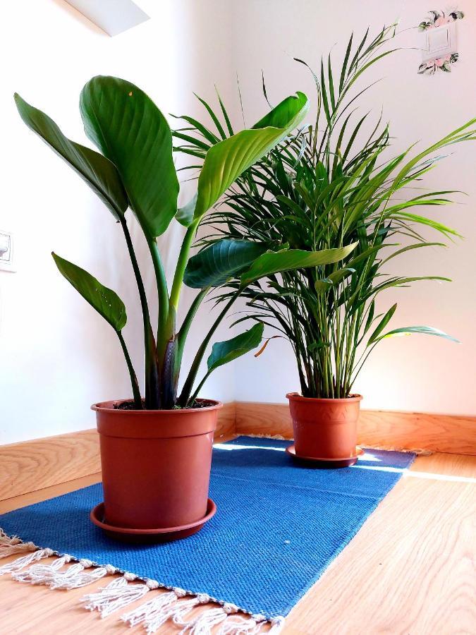 Casa Ledu - Sunny Holiday In Fuerteventura Corralejo Eksteriør billede